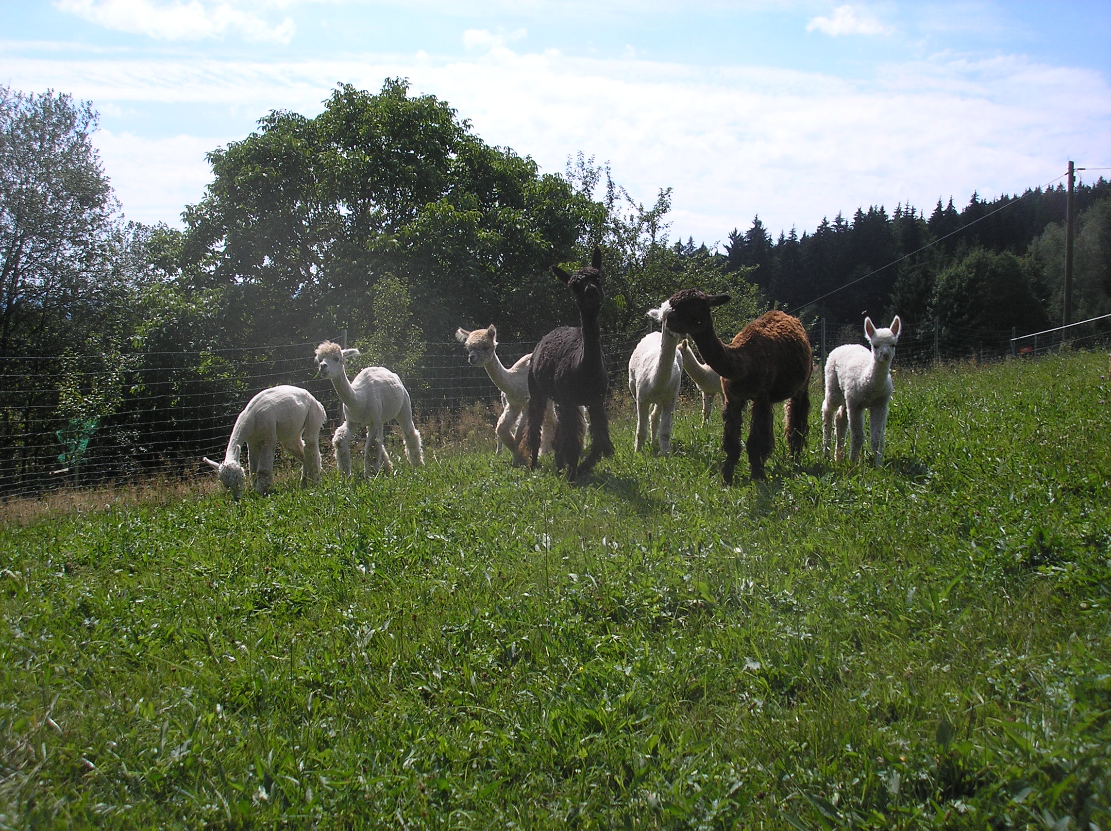 Alpakaherde im Sommer